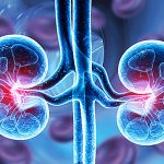 Human kidneys
