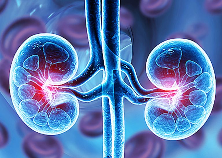 Human kidneys